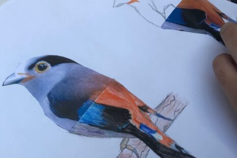 Rembrandts Lærlinge fugle